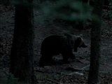 Dans la peau d'un ours grâce à une caméra embarquée - 28/04