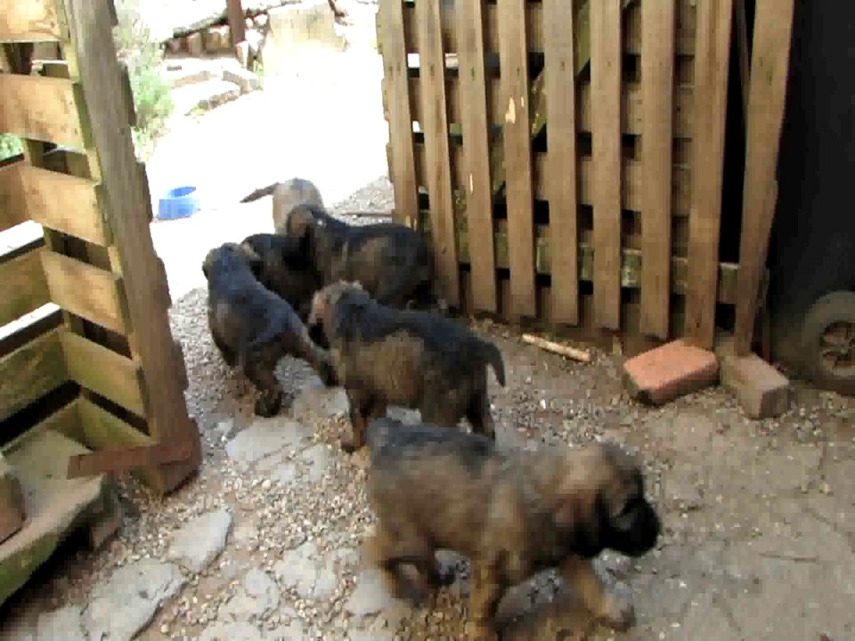 Mais, que se disputent-ils ? (Chiots berger catalans 2014)
