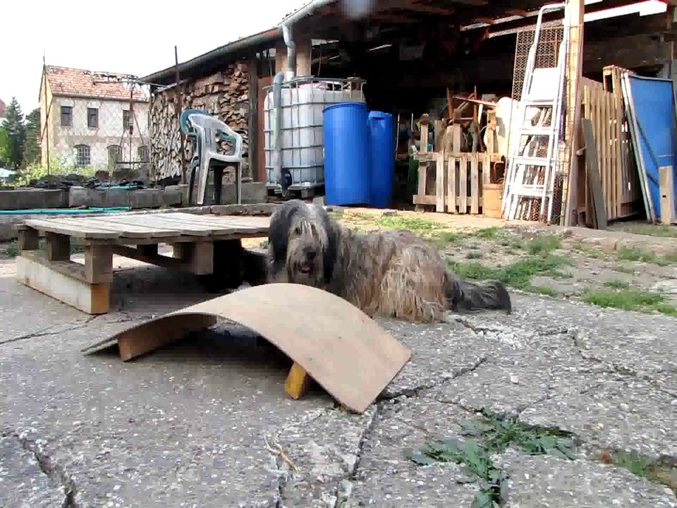 Une petite partie de jeu entre Fiby et les chiots (Chiots berger catalans 2014)