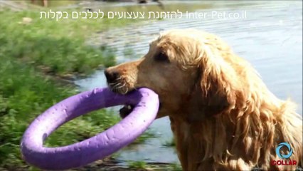 Puller - פולר: משחק משיכה לכלבים, רדיפה והחזרה