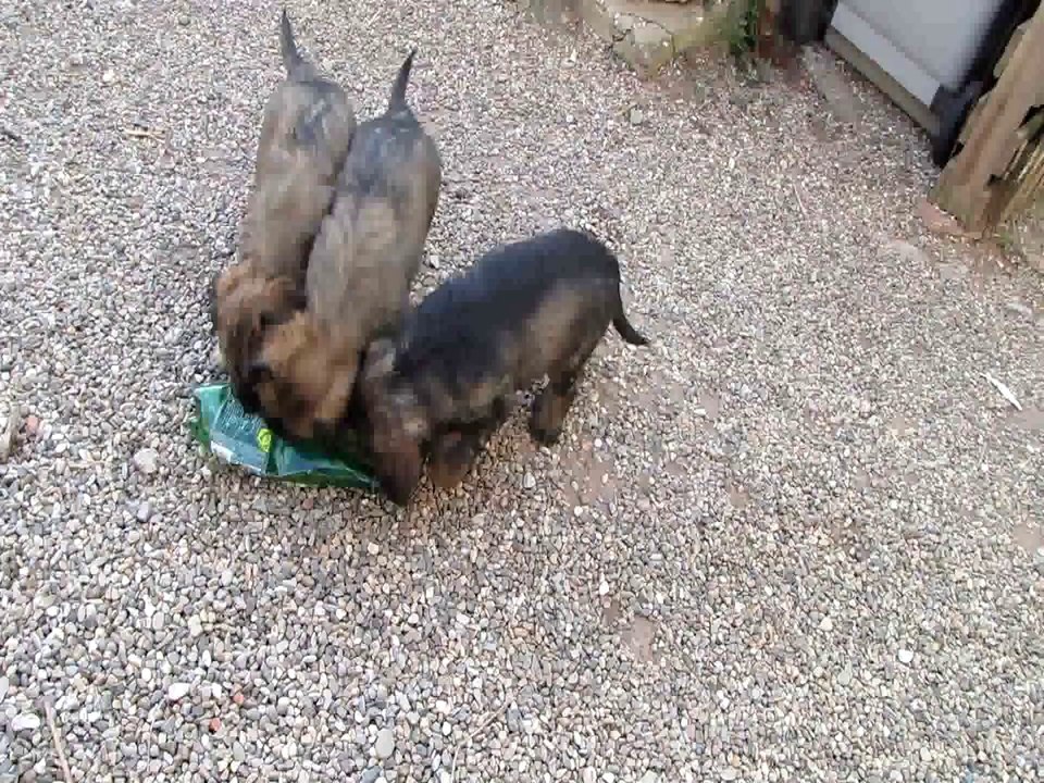 Oh un nouveau jouet ! (Chiots berger catalans 2014)