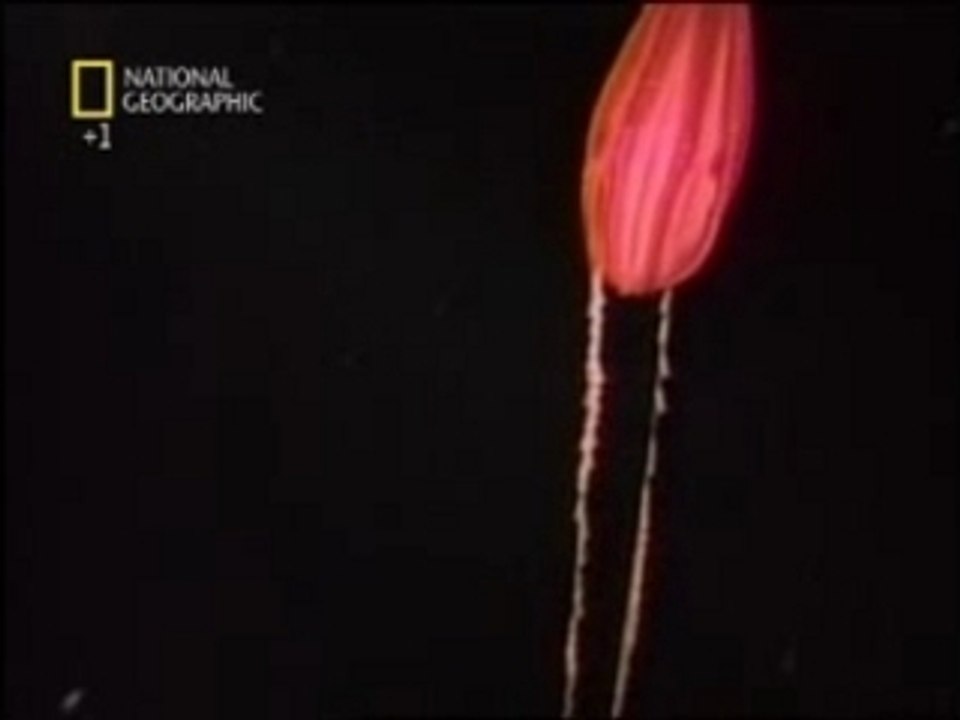 Creature degli abissi