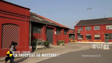 EM101 Mission: conduire un troupeau de moutons!