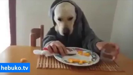 Köpekler masada yemek yerse