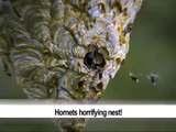 Hornets horrifying nest