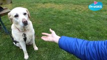 Comment apprendre à votre chien à donner la patte