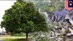 20 m-tall tree collapses onto food stall in Malaysia, injures 14