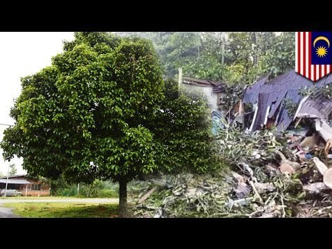 20 m-tall tree collapses onto food stall in Malaysia, injures 14