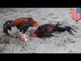 Illegal cockfighting: huge ring raided in Miami, 200 busted for animal cruelty