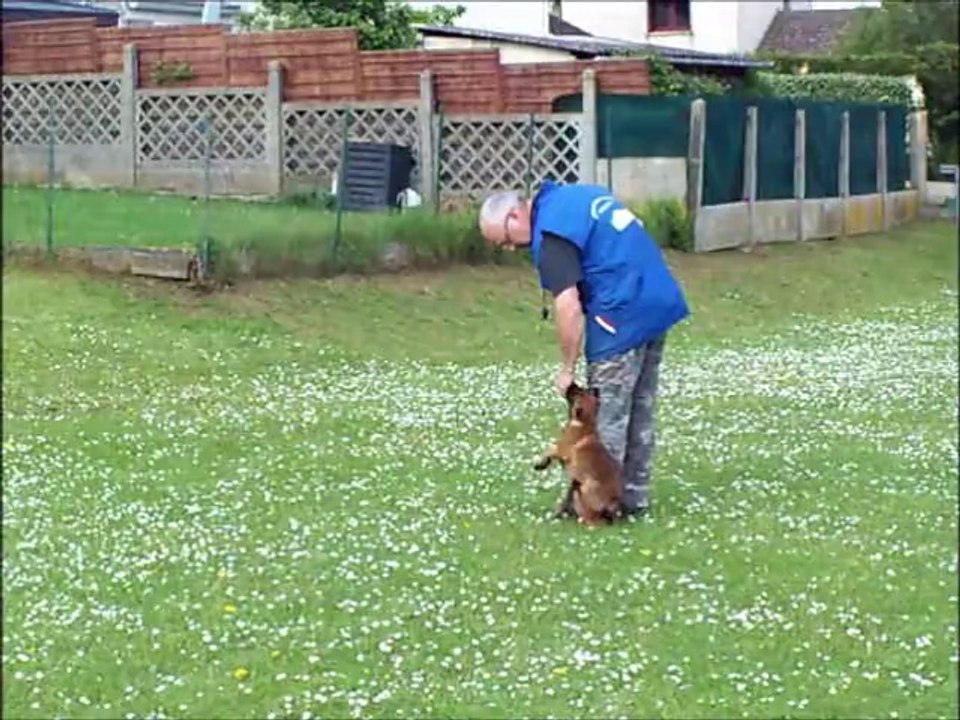 JET'7 DU BANC DES HERMELLES ( 3 mois ) ''Débourrage obéissance''