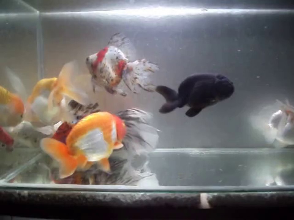 goldfish
