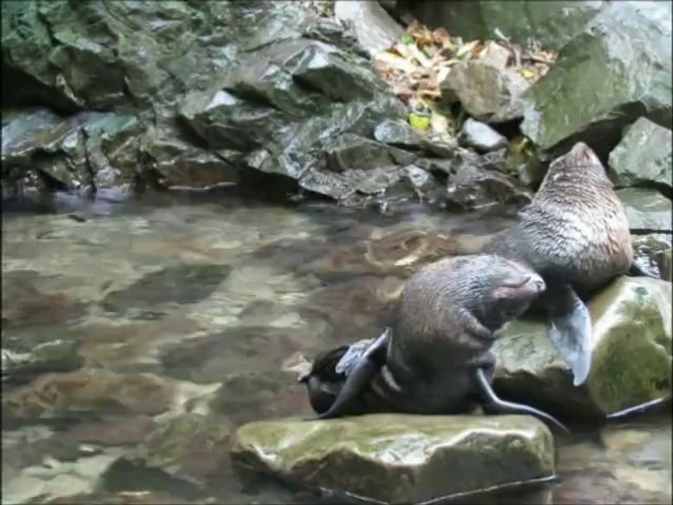 Bébés otaries jouent dans une cascade