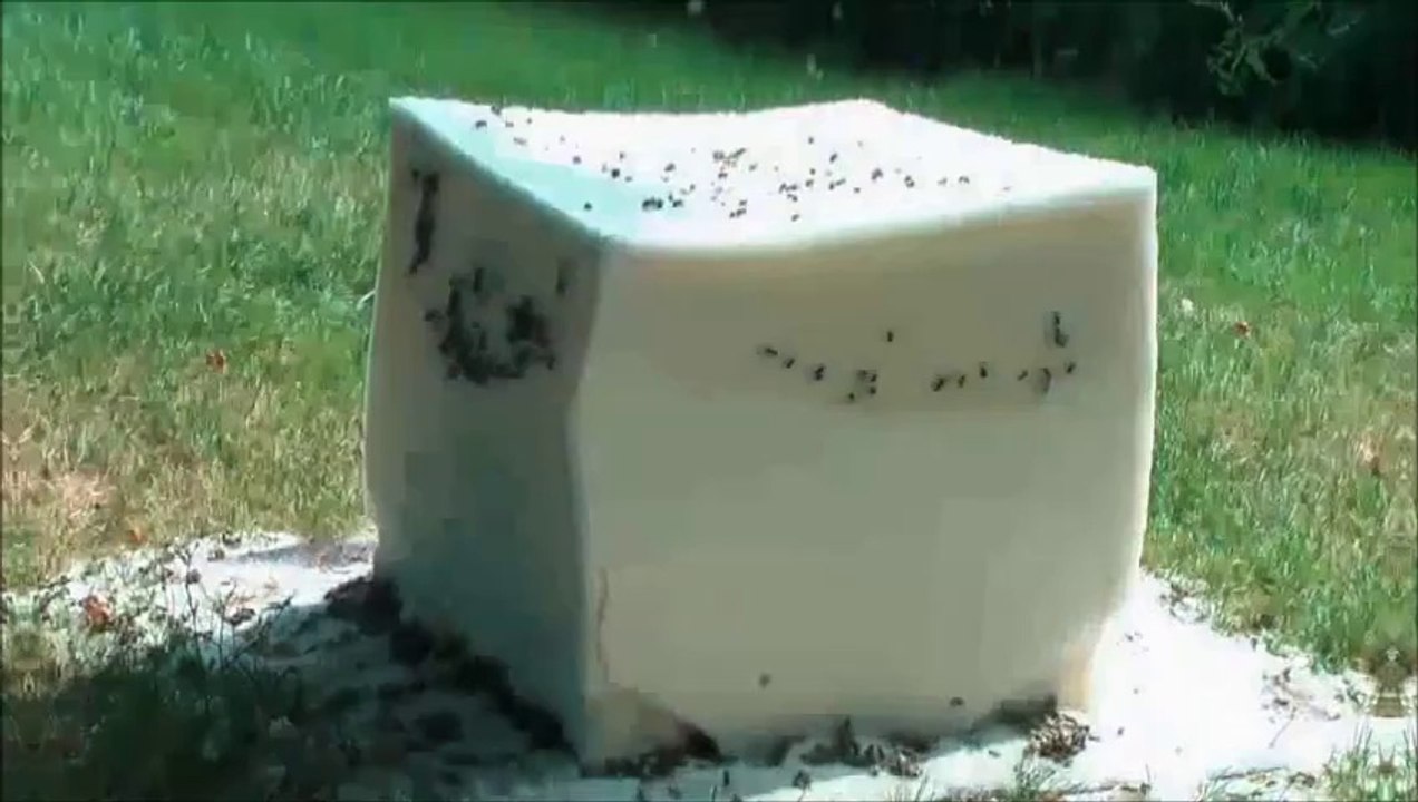 Editors vs Bjork - Army of Sugar (Bastard Batucada Caldo de cana Mashup)