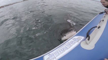 Télécharger la video: Un grand requin blanc attaque un bateau gonflable!