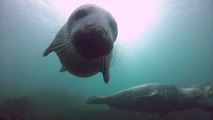 Adorable seals filmed with GoPro. Underwater Dogs!