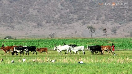 Agriculture dominates the list of the most attractive investments in Ethiopia