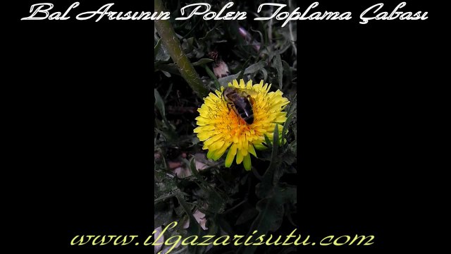 POLEN TOPLAYAN İŞÇİ BAL ARISI ***** ilgazarisutu.com*****