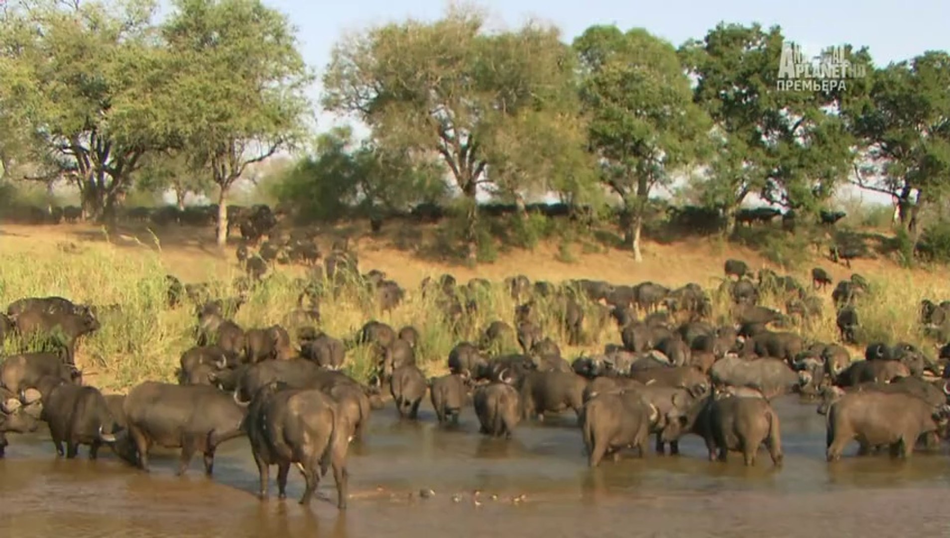 ⁣Бойцовский клуб для леопарда. 2013