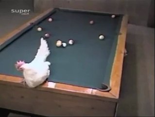 Hen Playing Snooker - Very Funny