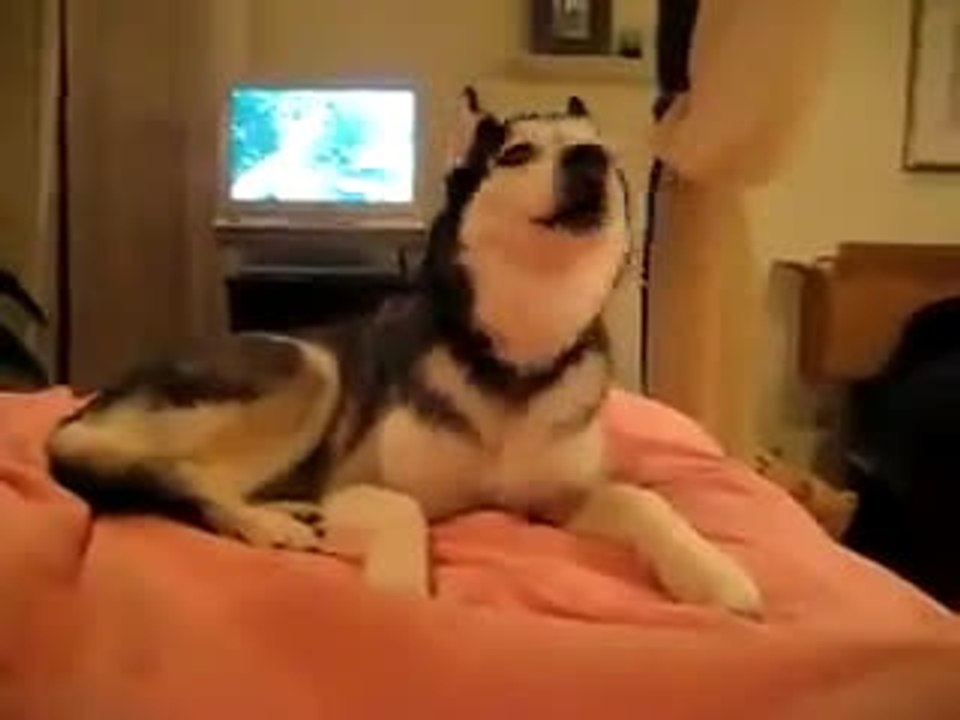 I Love This Dog
