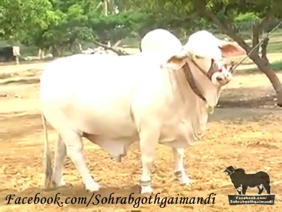 Shah Cattle Farm Nukra Bachra