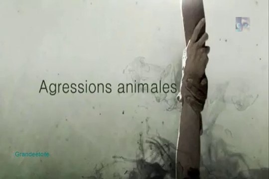 Agressions animales épis.12