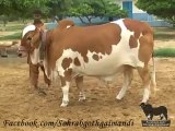 Shah Cattle Farm Lal Abluq Bachra 10