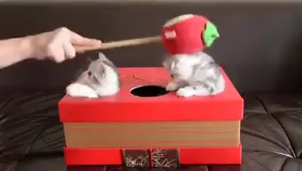Kitten ‘Whac-A-Mole’ Is The Cutest