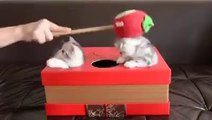 Le jeu de la taupe avec des chats... Cat Whac-A-Mole