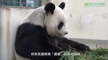 Giant Panda Yuan Yuan's Parenting