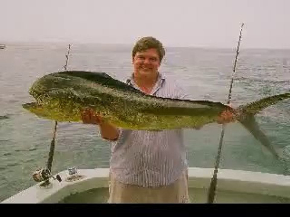 Dolphin fish images
