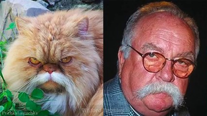 Cats Who Look Like Famous People _ Funny Cats