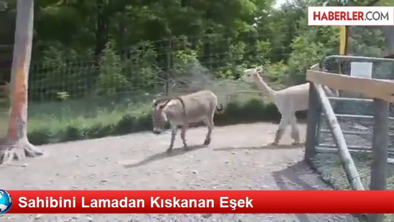 Sahibini Lamadan Kıskanan Eşek