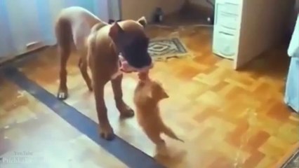 Funny Cats Compilation _ March 2014