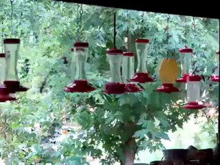 Hummingbird Party