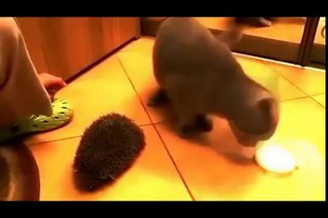 Funny Cats XD _ PART 2