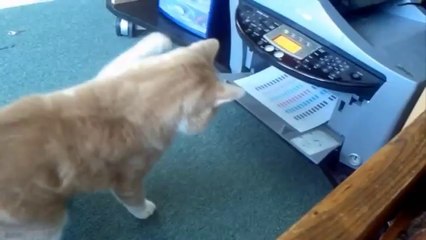 Funny Cats XD _ PART 4