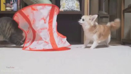 Funny Cats XD _ PART 6