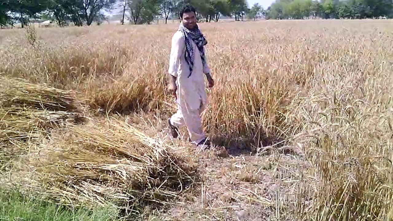 wheat season 2014