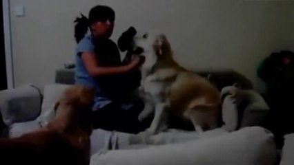 Annesinin Azarladığı Çocuğu Koruyan Köpekler