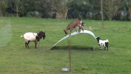 Goats balancing on a flexible steel ribbon