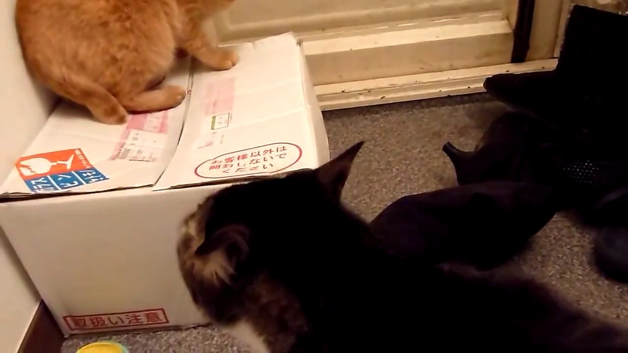 品川インベスター・ネットワークス調停！　猫のケンカを仲裁する猫　おもしろ動画
