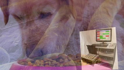 Controlling Salmonella in Pet Food | MyBioLumix.com