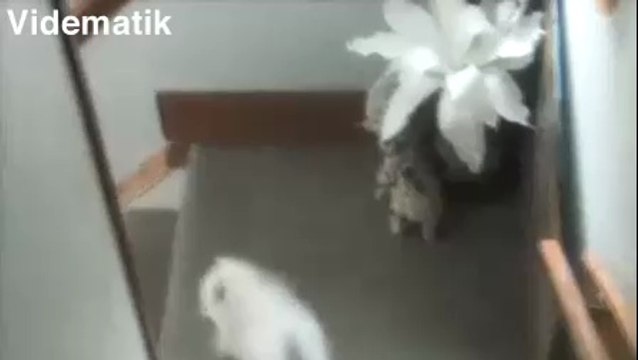 Köpeğin yürek burkan öyküsü