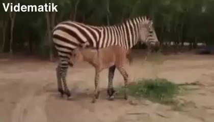 Zebra eşek kırması yavru