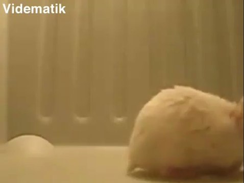 Ters takla atan fare