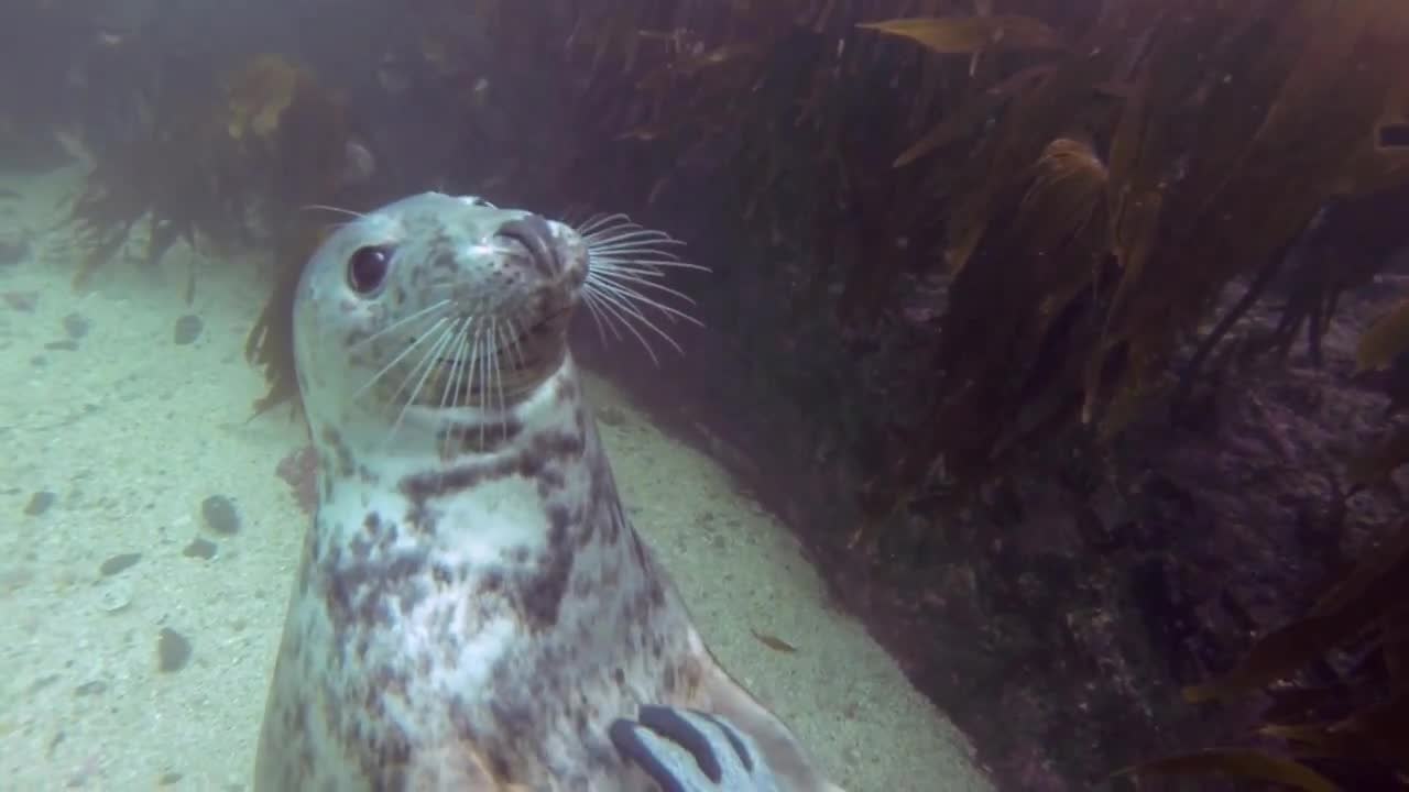GoPro - Phoque frotte le ventre