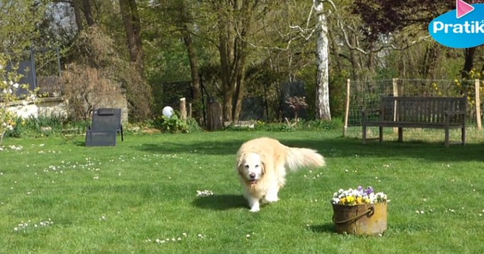 Comment apprendre à votre chien à faire ses besoins à un endroit précis