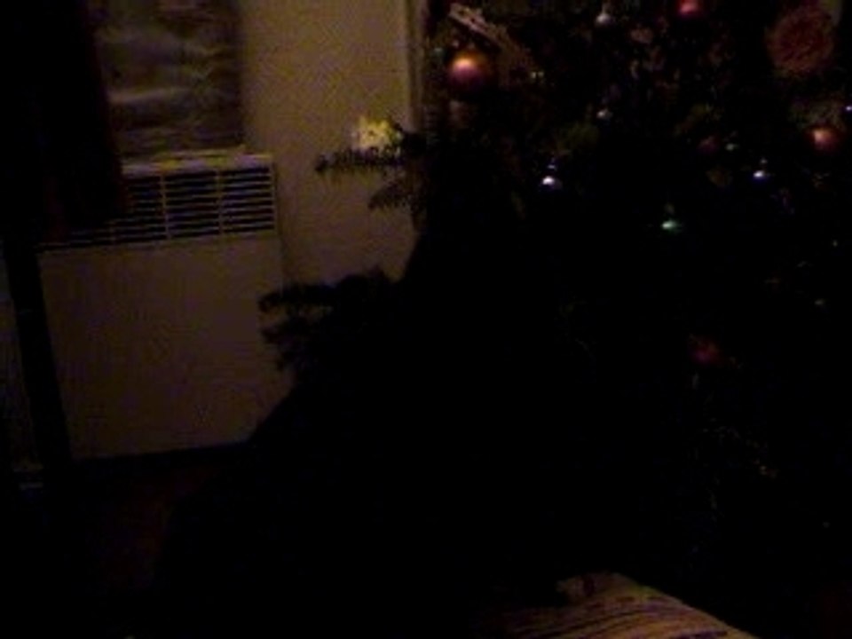 Ozzy joue avec le sapin
