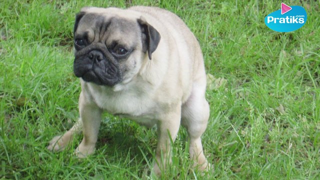 Comment apprendre à votre chien à faire ses besoins à un endroit précis